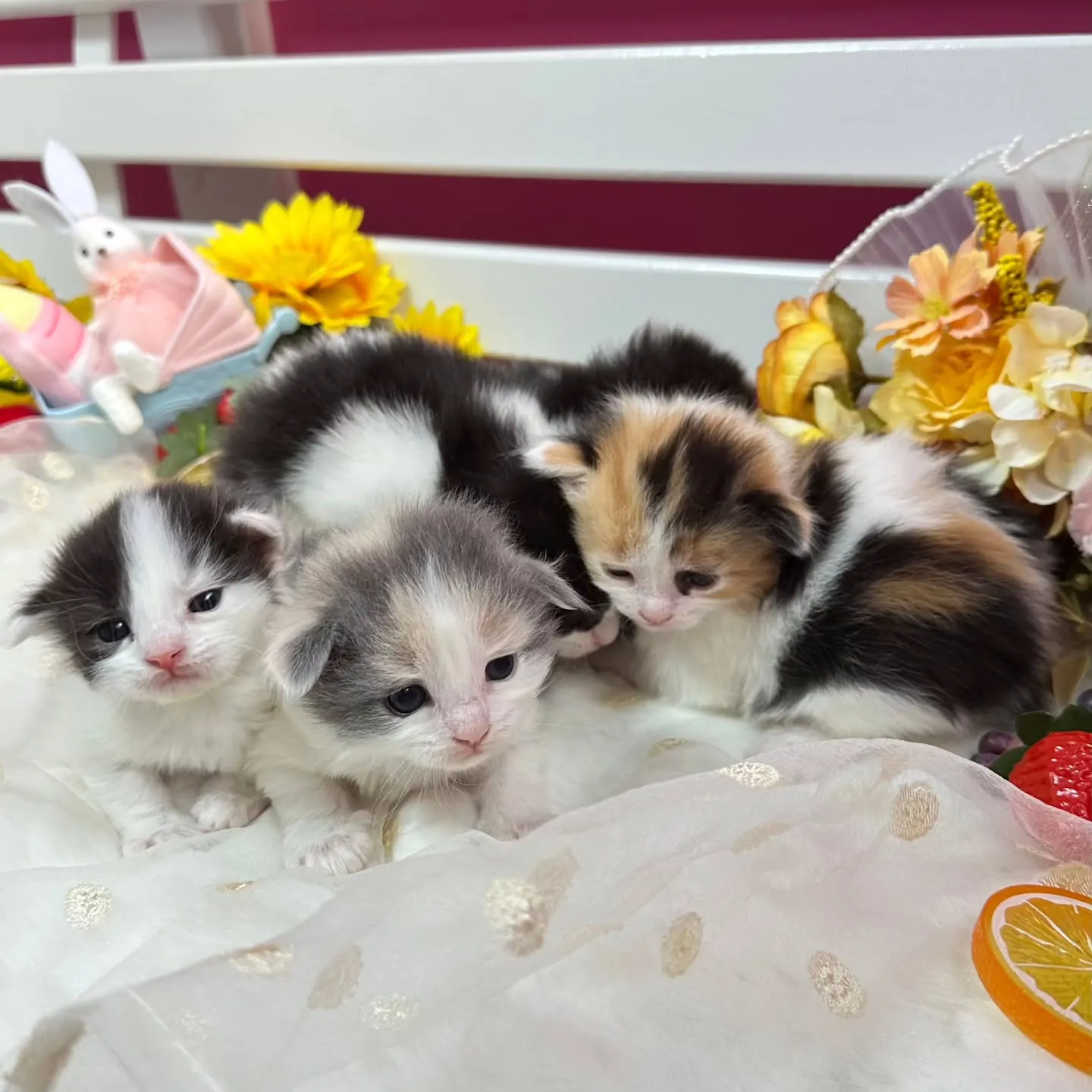 サイベリアンBaby 😺❤️