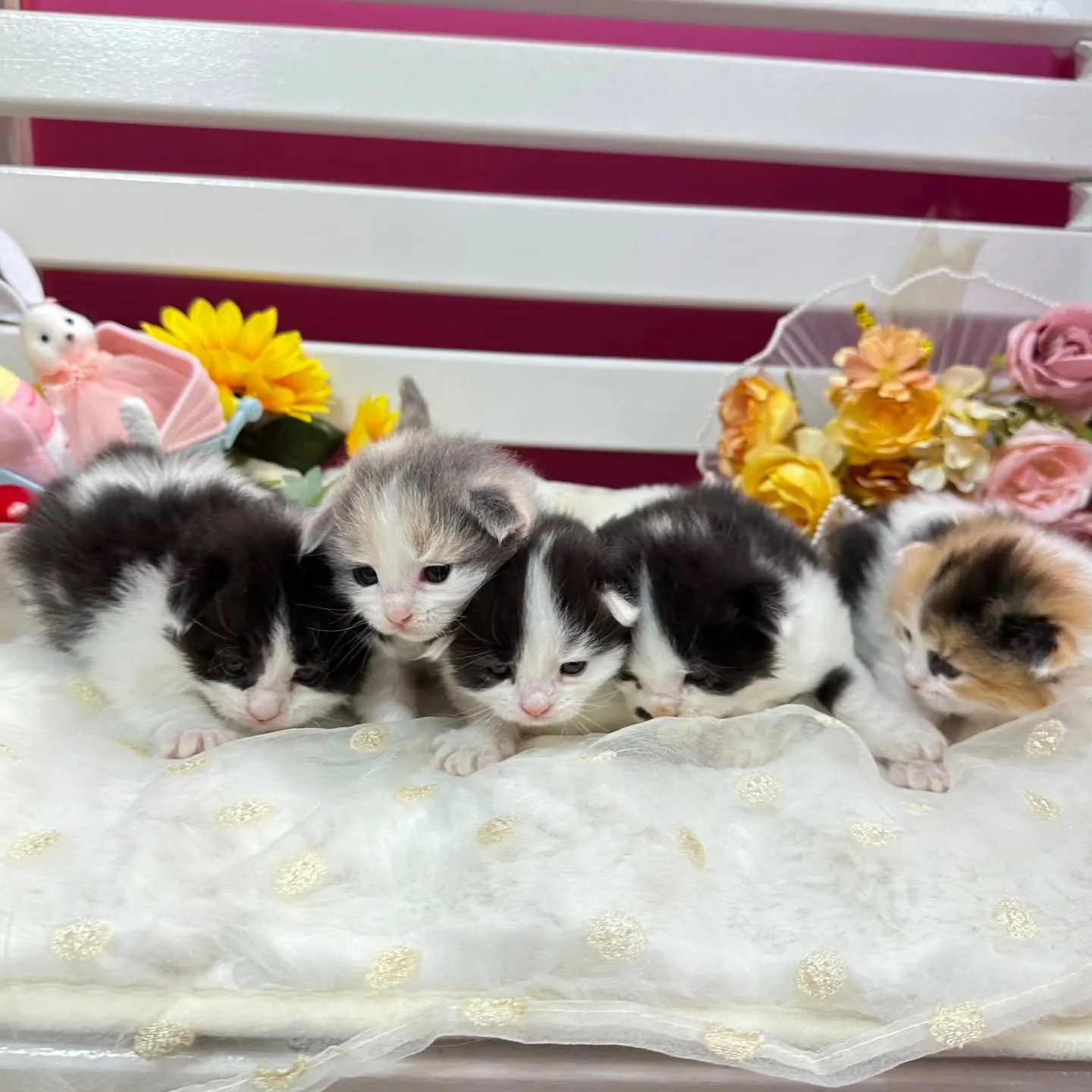 サイベリアンBaby 😺❤️