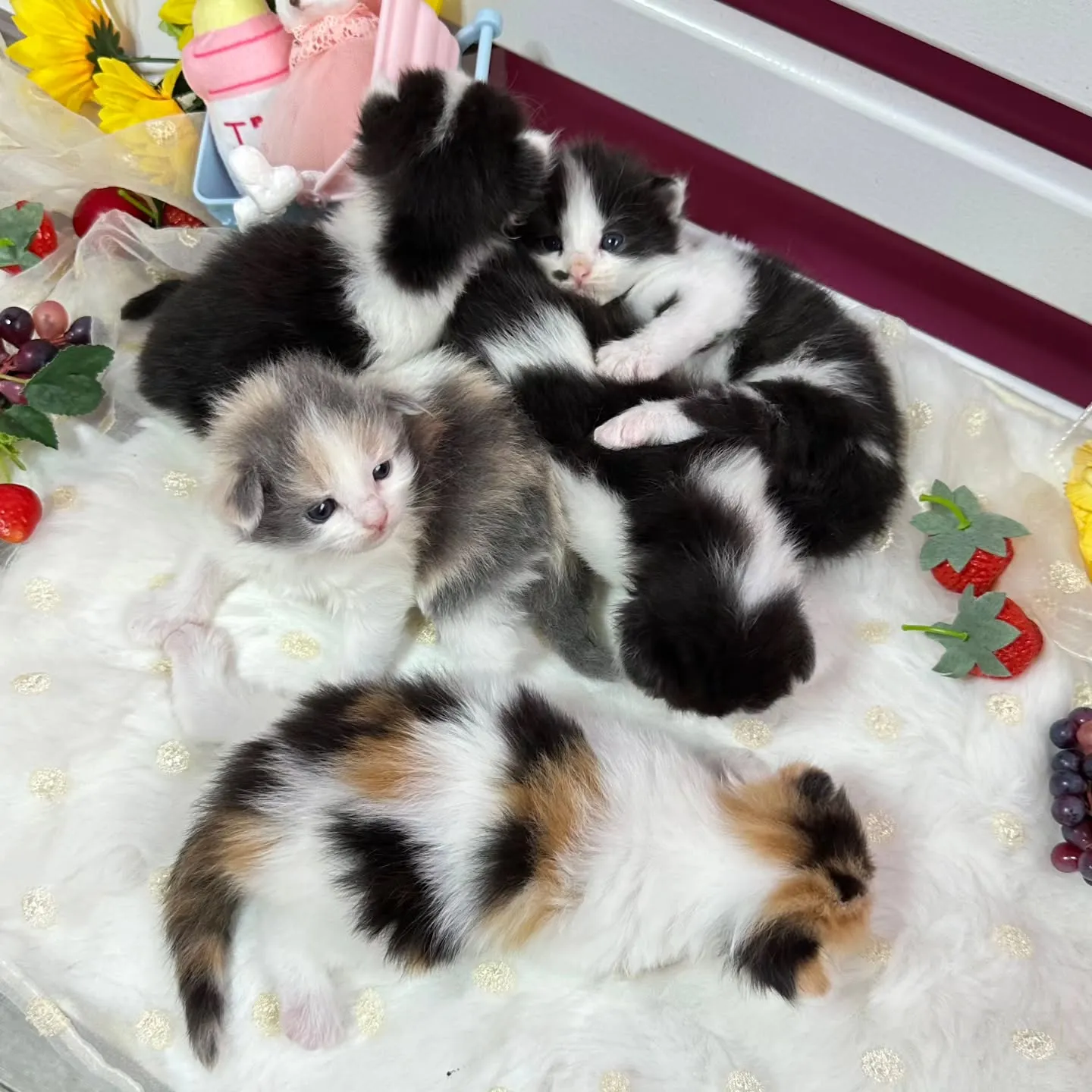 サイベリアンBaby 😺❤️