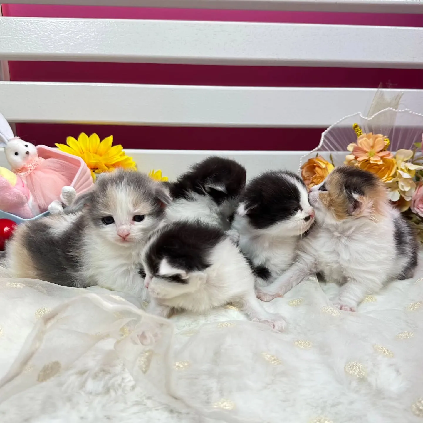 サイベリアンBaby 😺❤️