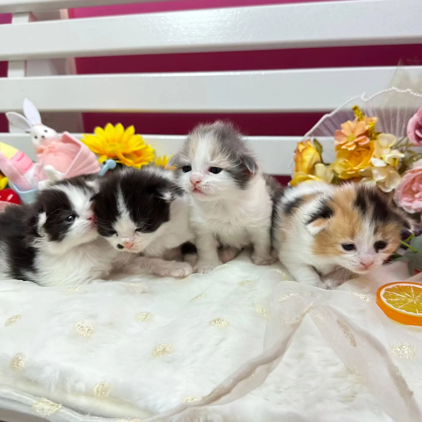 サイベリアンBaby 😺❤️