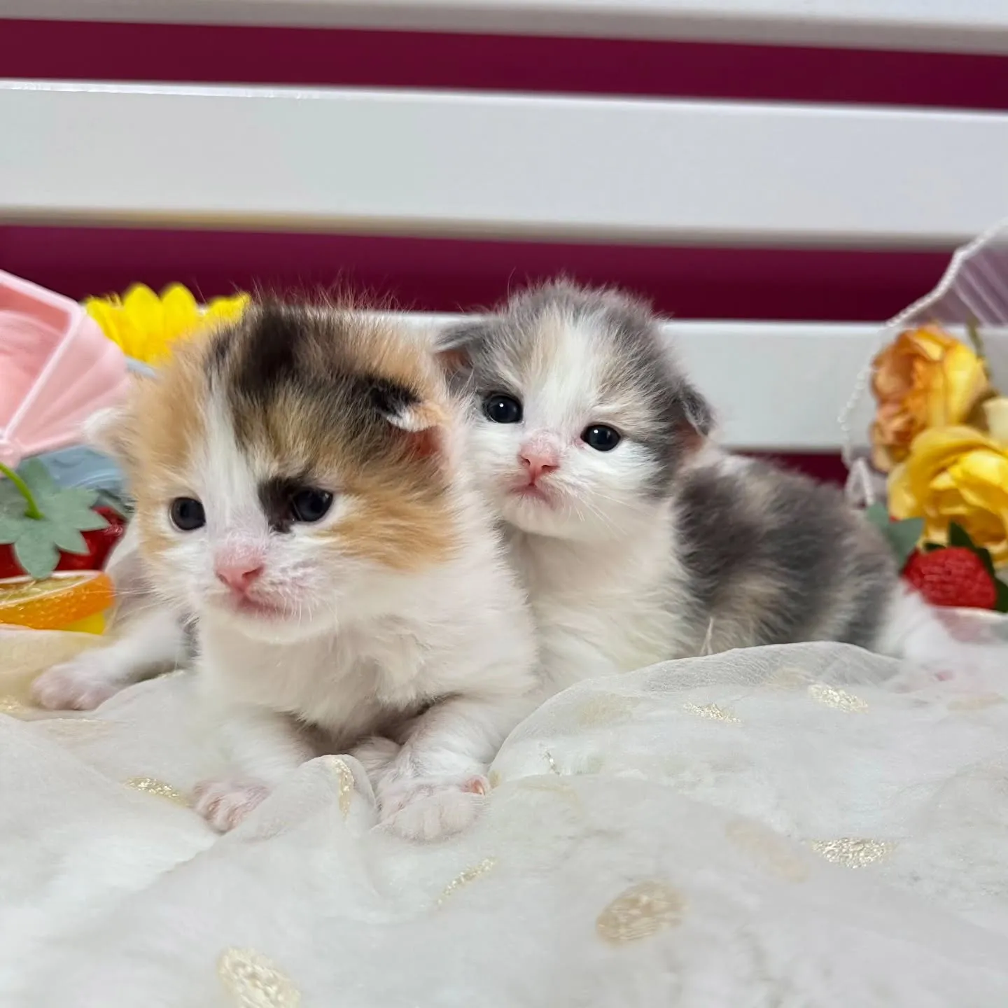 サイベリアンBaby 😺❤️