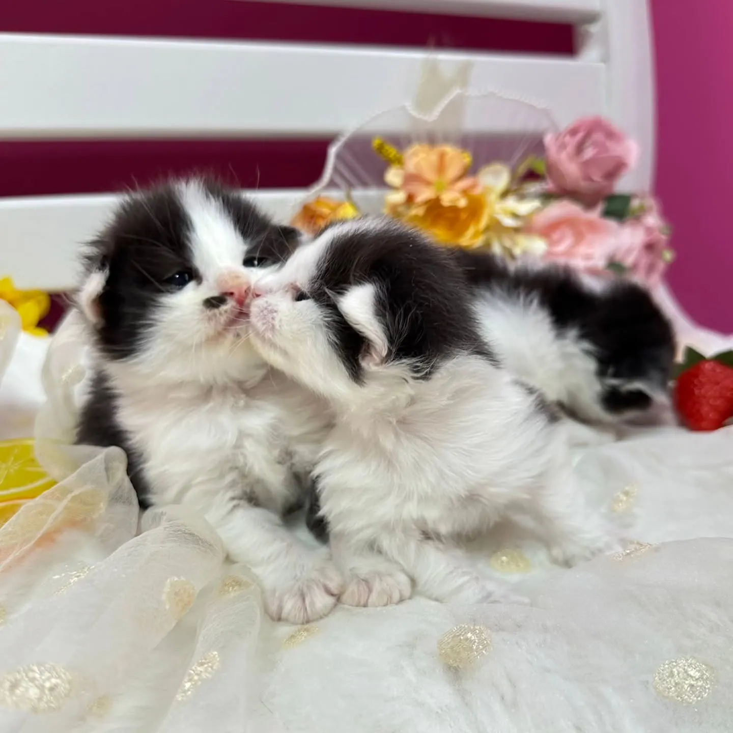 サイベリアンBaby 😺❤️