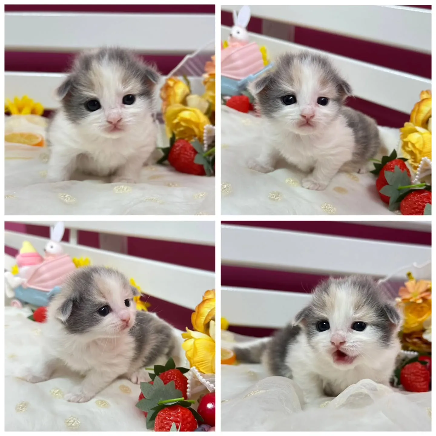 サイベリアンBaby 😺❤️