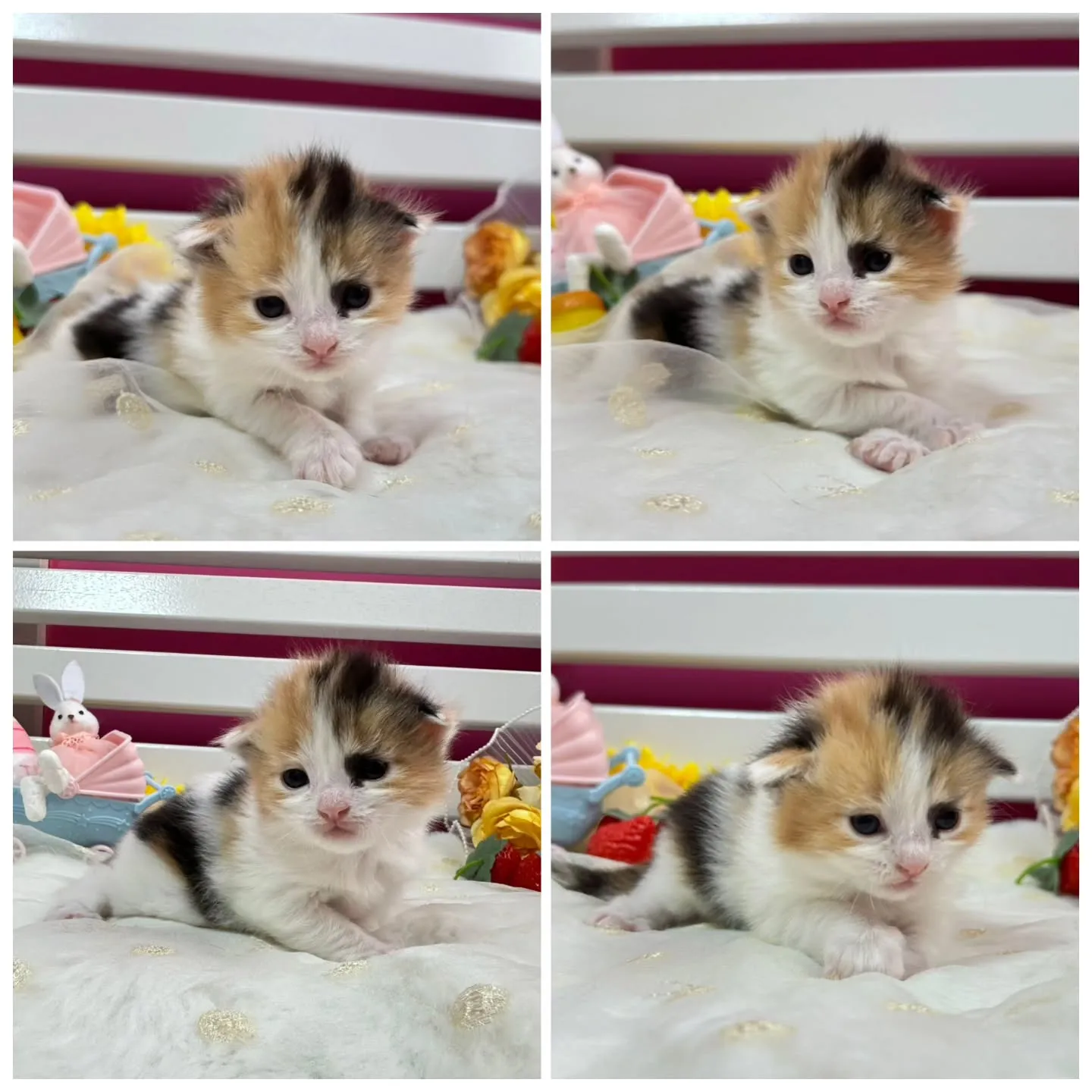 サイベリアンBaby 😺❤️
