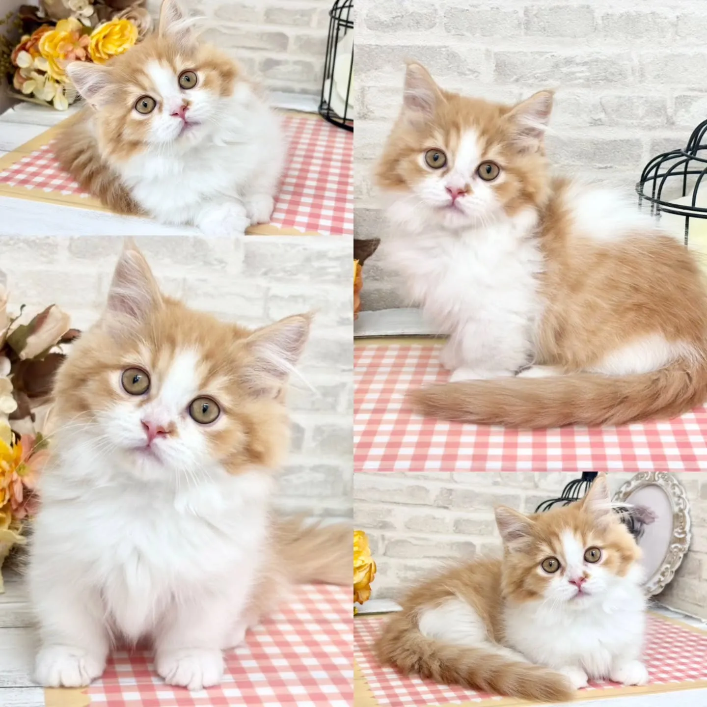 ホームページのお写真更新しました✨No.2987