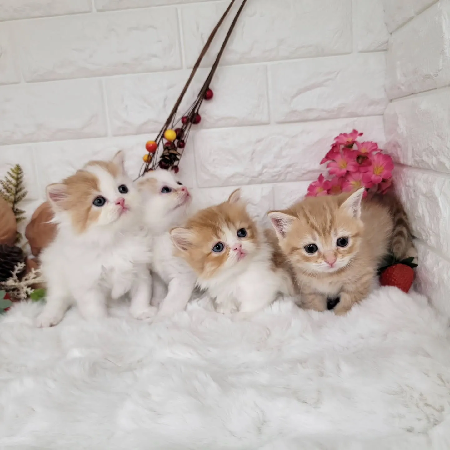 本日ご紹介のミヌエットちゃんの兄妹です🐱❤️