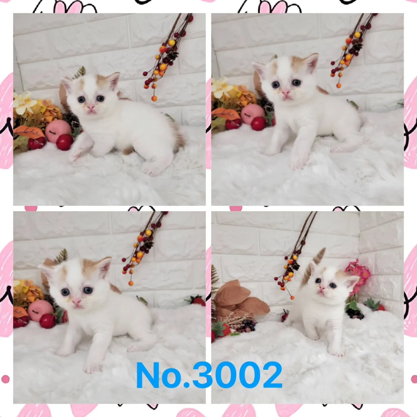 本日ご紹介のミヌエットちゃんの兄妹です🐱❤️