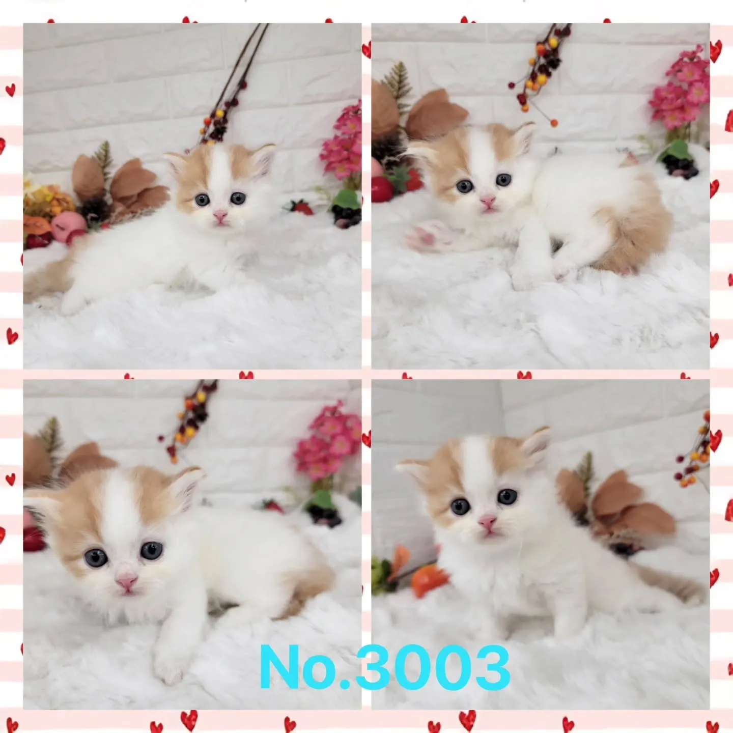 本日ご紹介のミヌエットちゃんの兄妹です🐱❤️