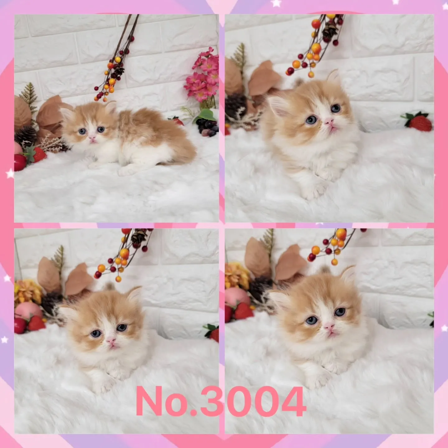 本日ご紹介のミヌエットちゃんの兄妹です🐱❤️