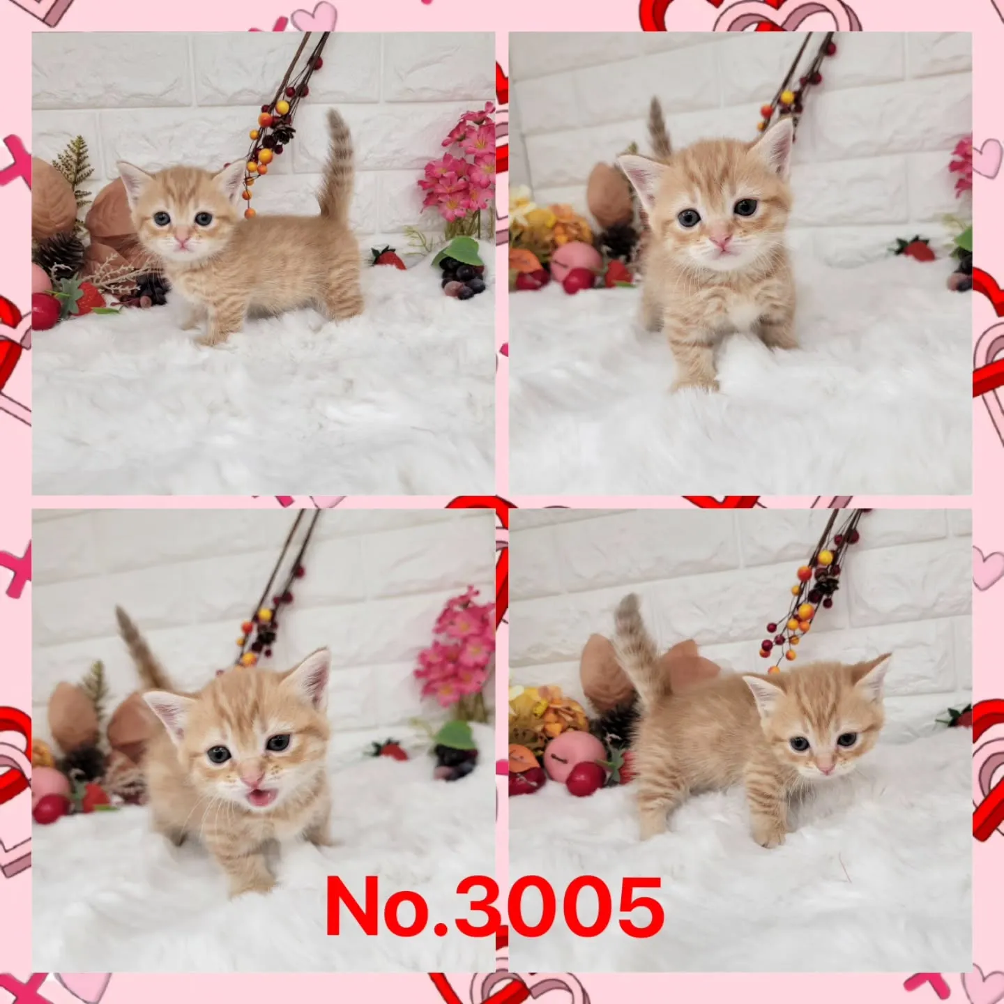本日ご紹介のミヌエットちゃんの兄妹です🐱❤️
