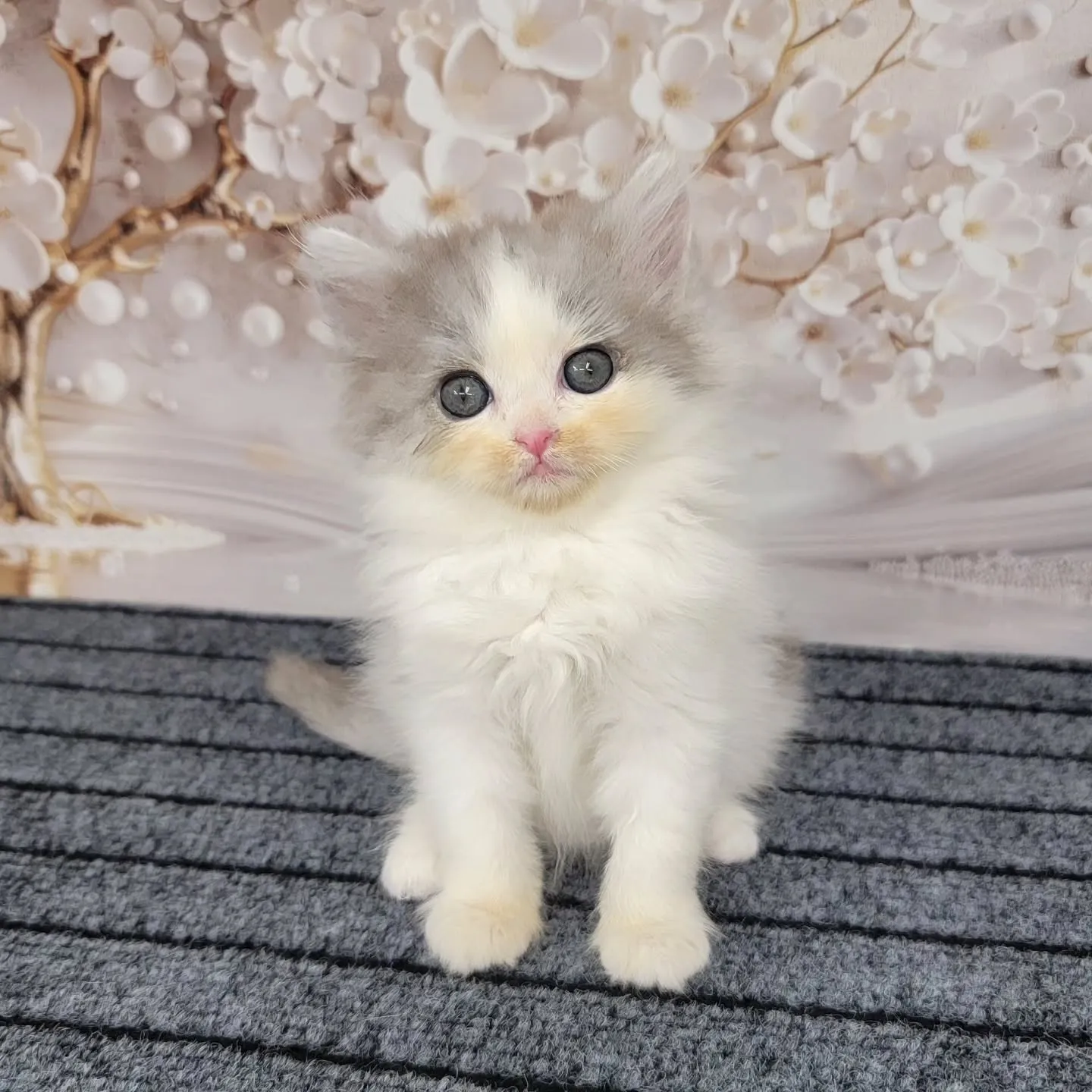 赤ちゃん顔のかわいい男の子❤️