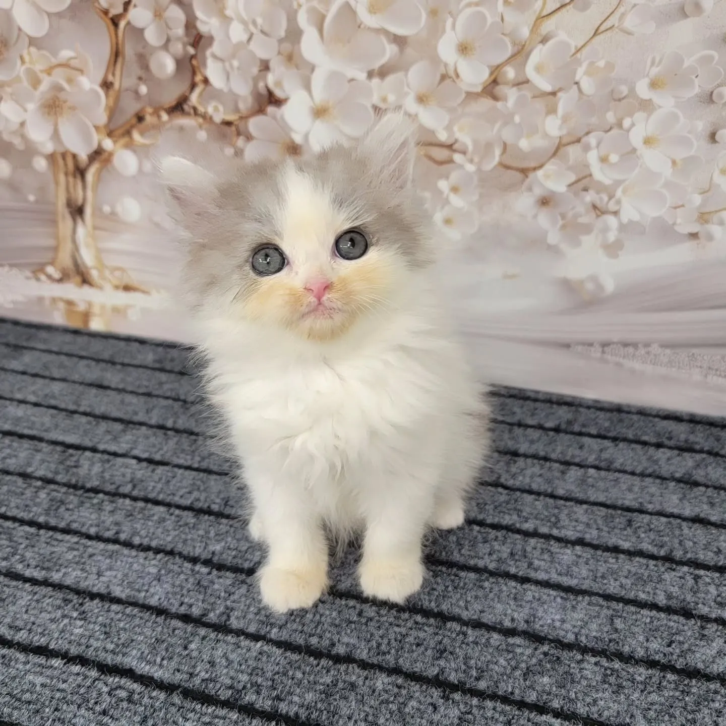 赤ちゃん顔のかわいい男の子❤️