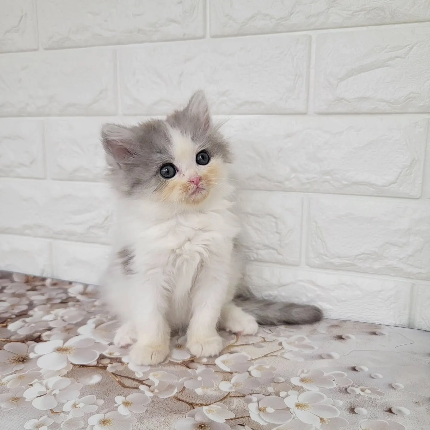 赤ちゃん顔のかわいい男の子❤️