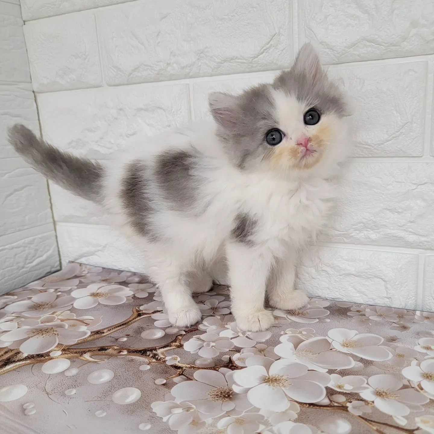 赤ちゃん顔のかわいい男の子❤️