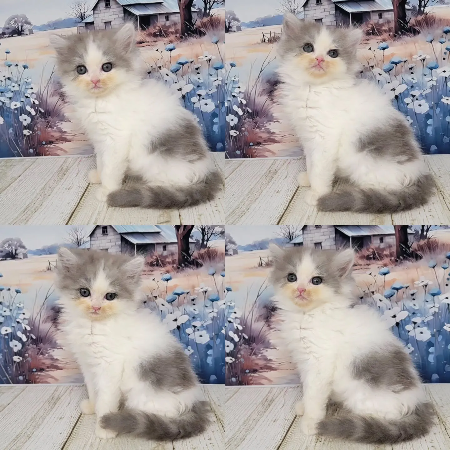 赤ちゃん顔のかわいい男の子❤️