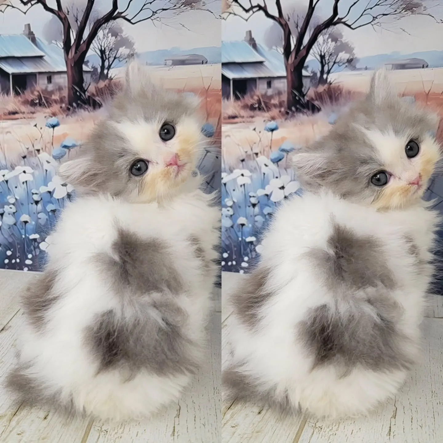 赤ちゃん顔のかわいい男の子❤️