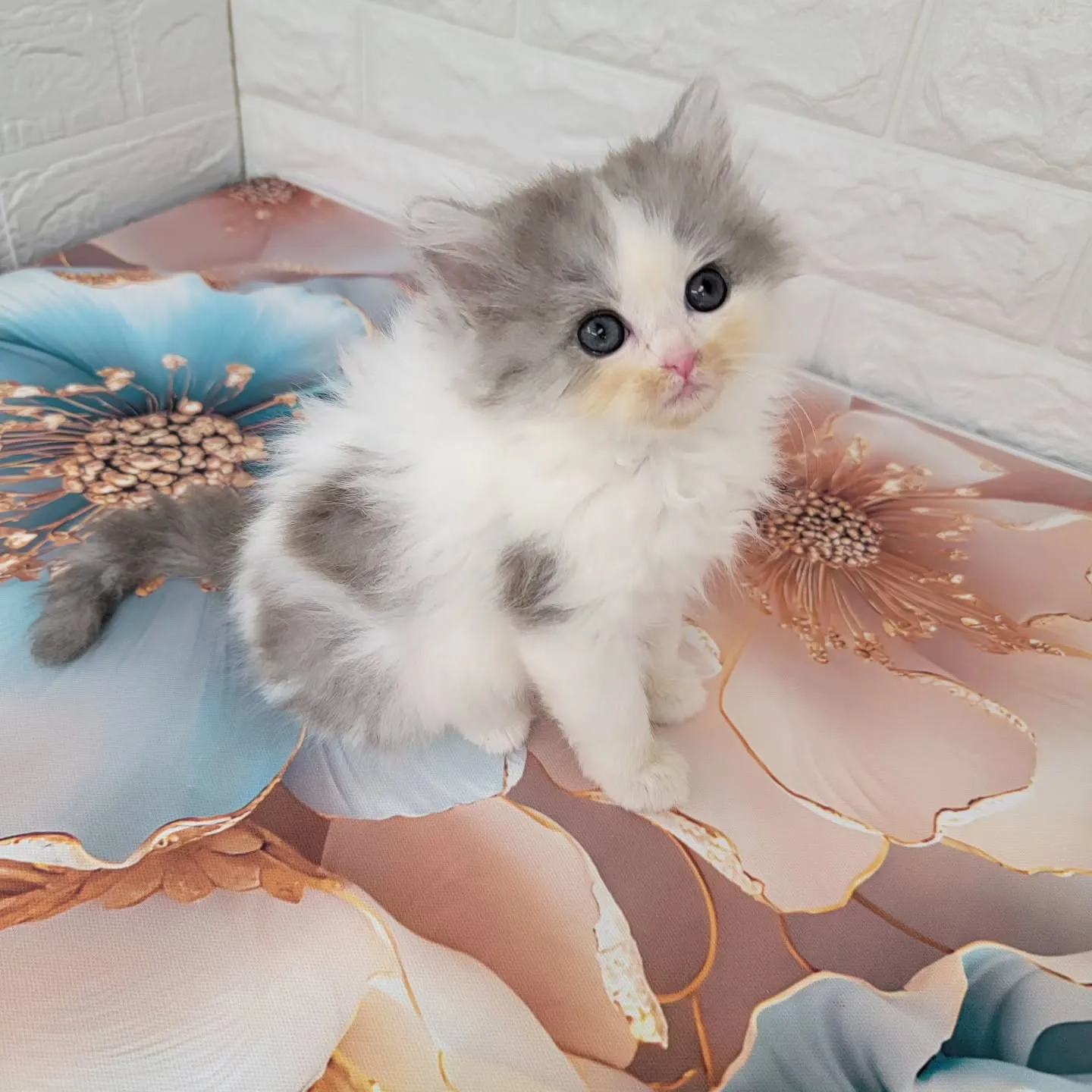 赤ちゃん顔のかわいい男の子❤️