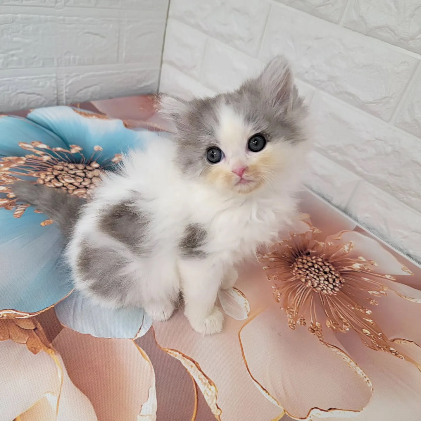 赤ちゃん顔のかわいい男の子❤️