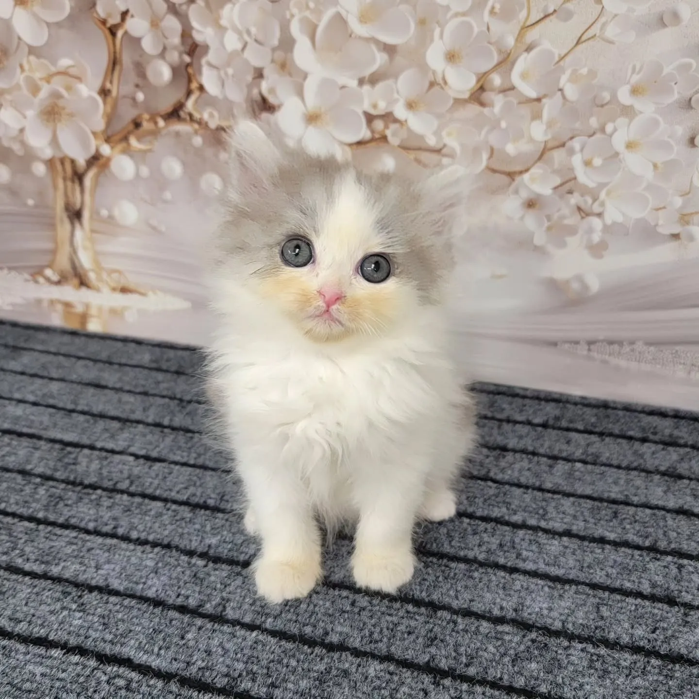 赤ちゃん顔のかわいい男の子❤️
