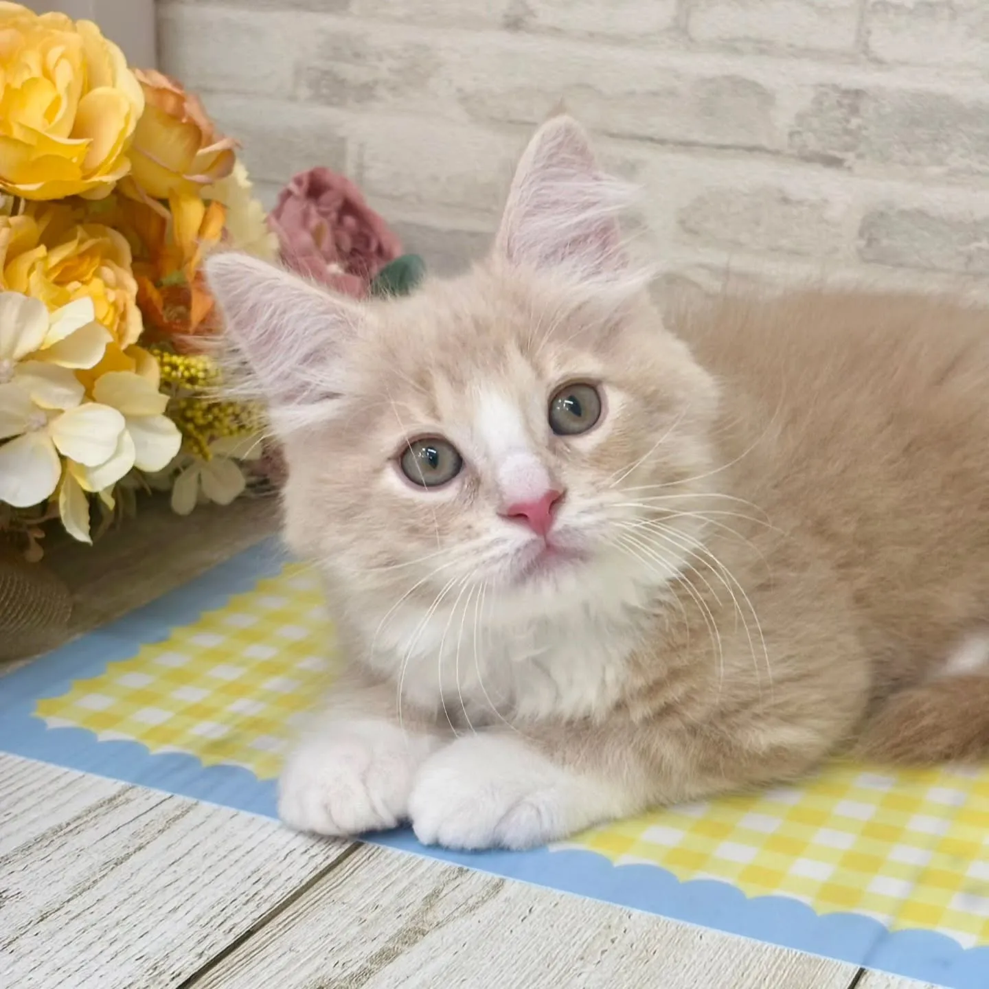 現在ご紹介中のサイベリアンたちです🐱‎✮