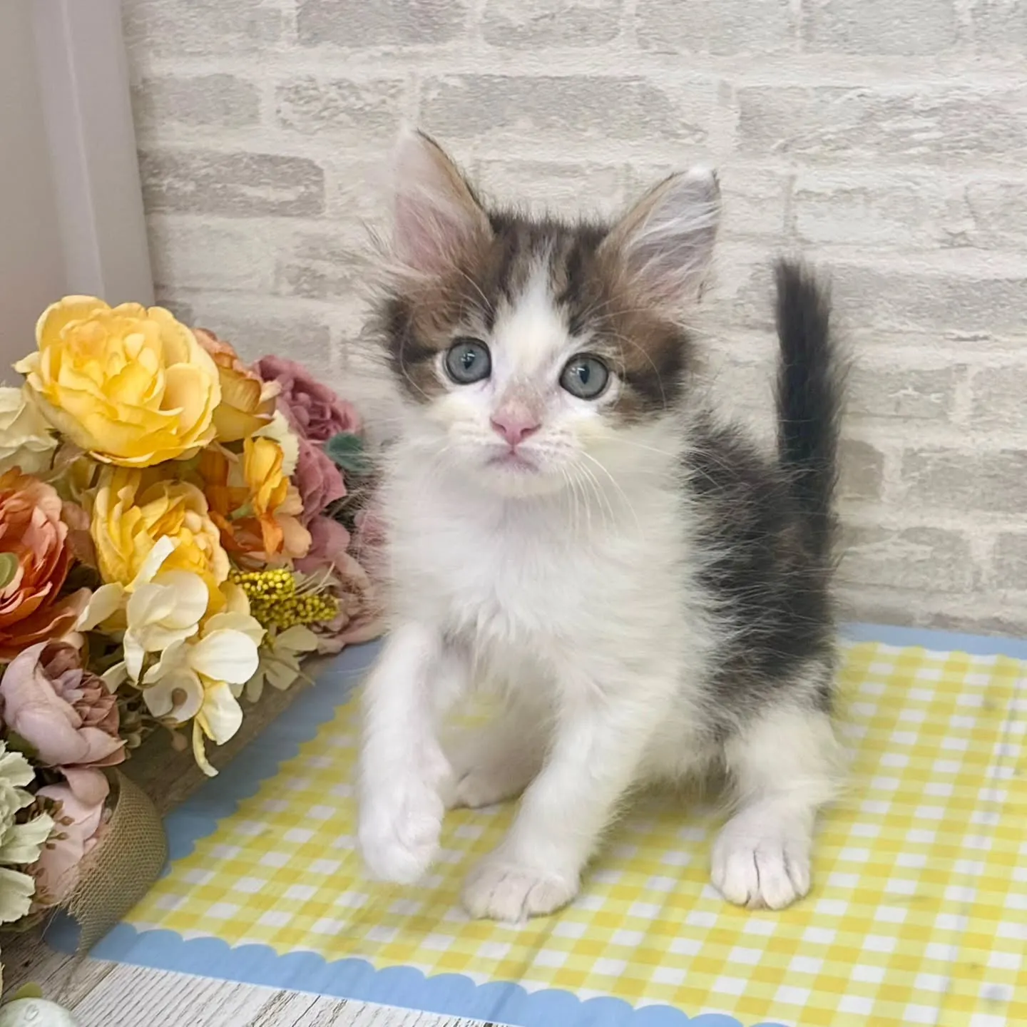 現在ご紹介中のサイベリアンたちです🐱‎✮