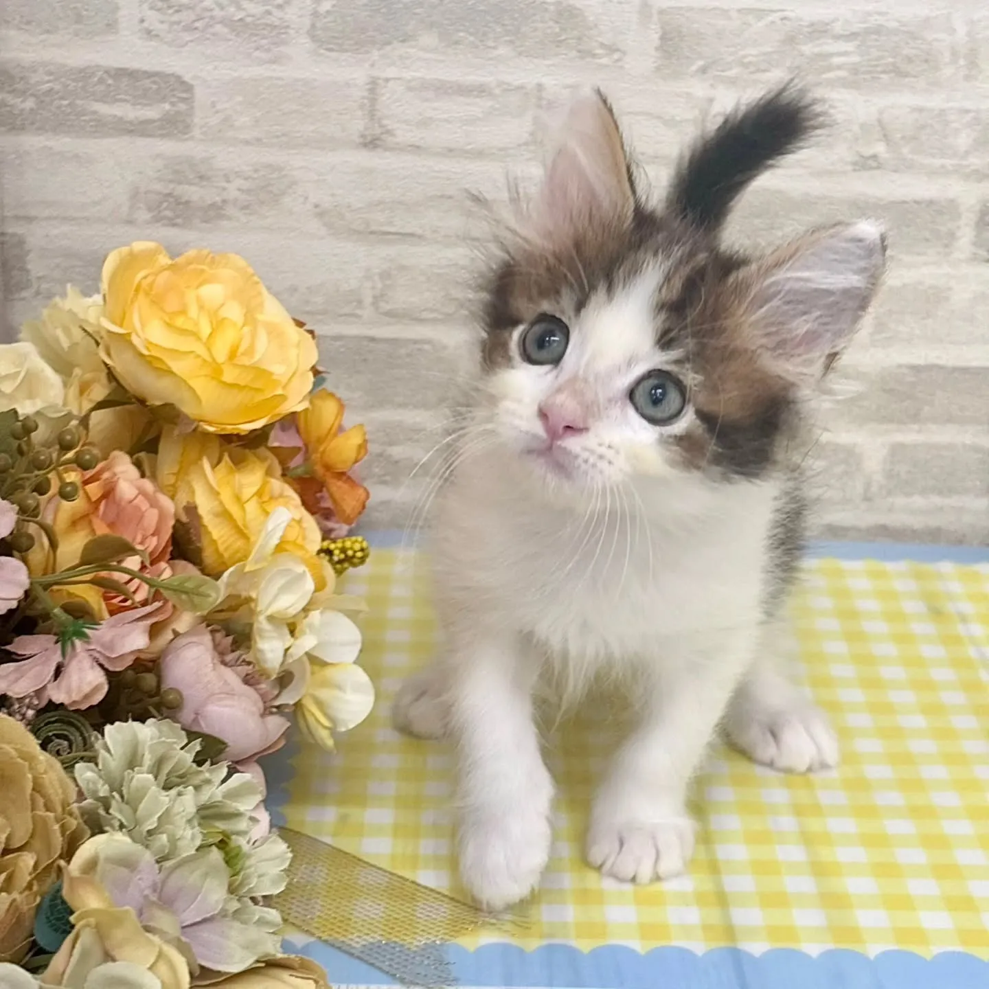 現在ご紹介中のサイベリアンたちです🐱‎✮