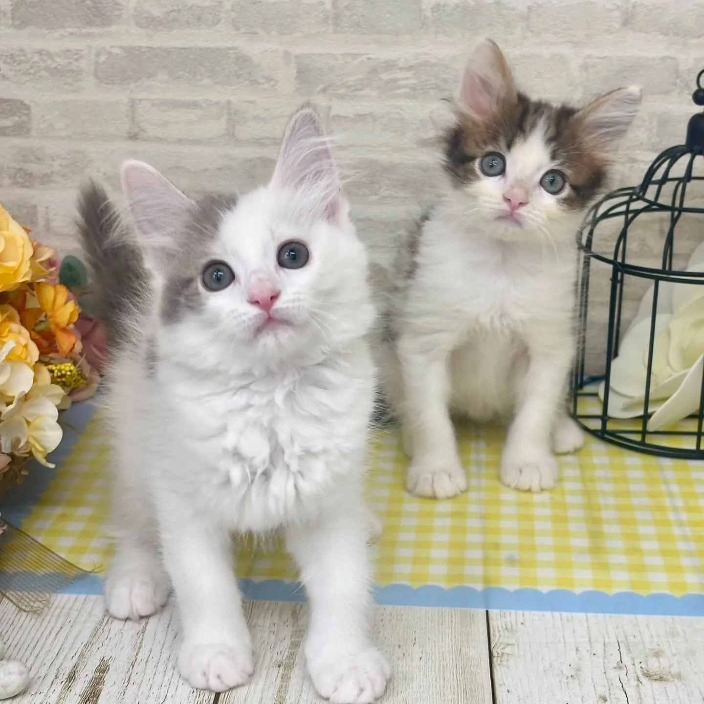 現在ご紹介中のサイベリアンたちです🐱‎✮