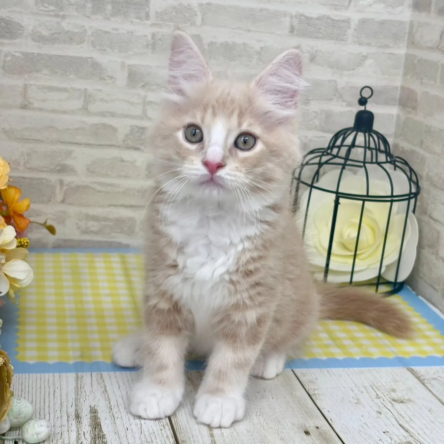 現在ご紹介中のサイベリアンたちです🐱‎✮