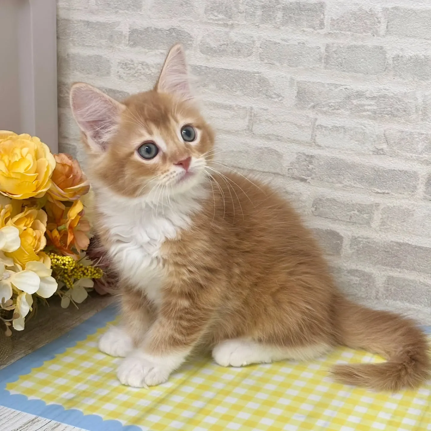 現在ご紹介中のサイベリアンたちです🐱‎✮