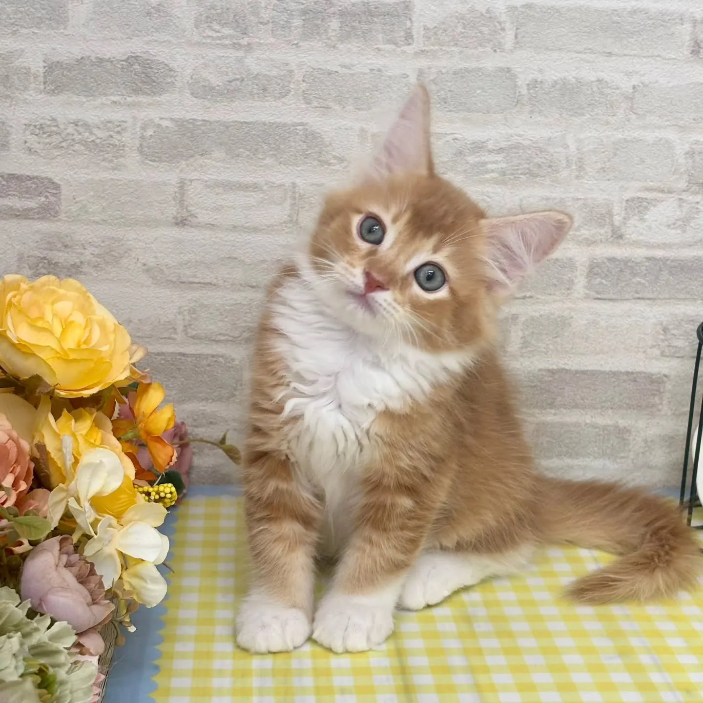 現在ご紹介中のサイベリアンたちです🐱‎✮