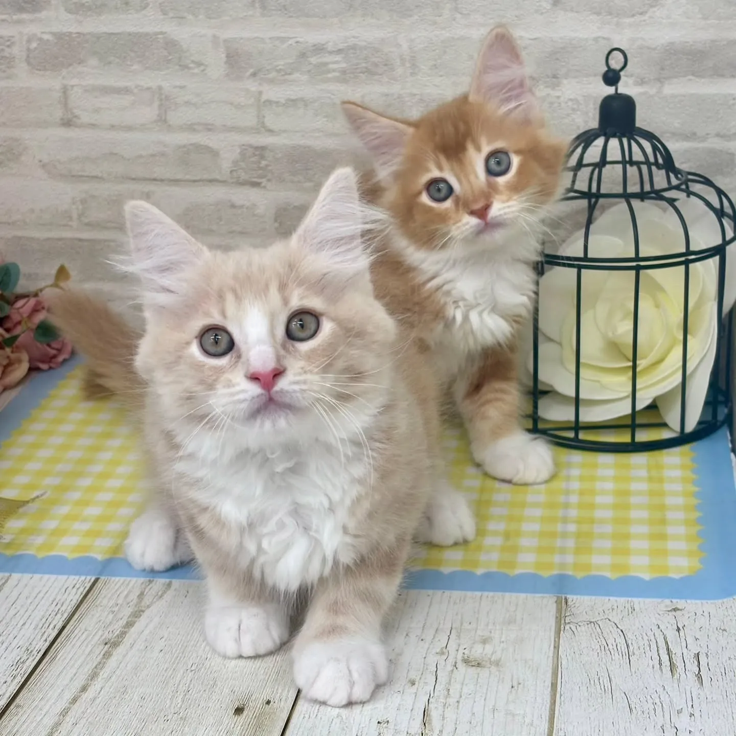 現在ご紹介中のサイベリアンたちです🐱‎✮