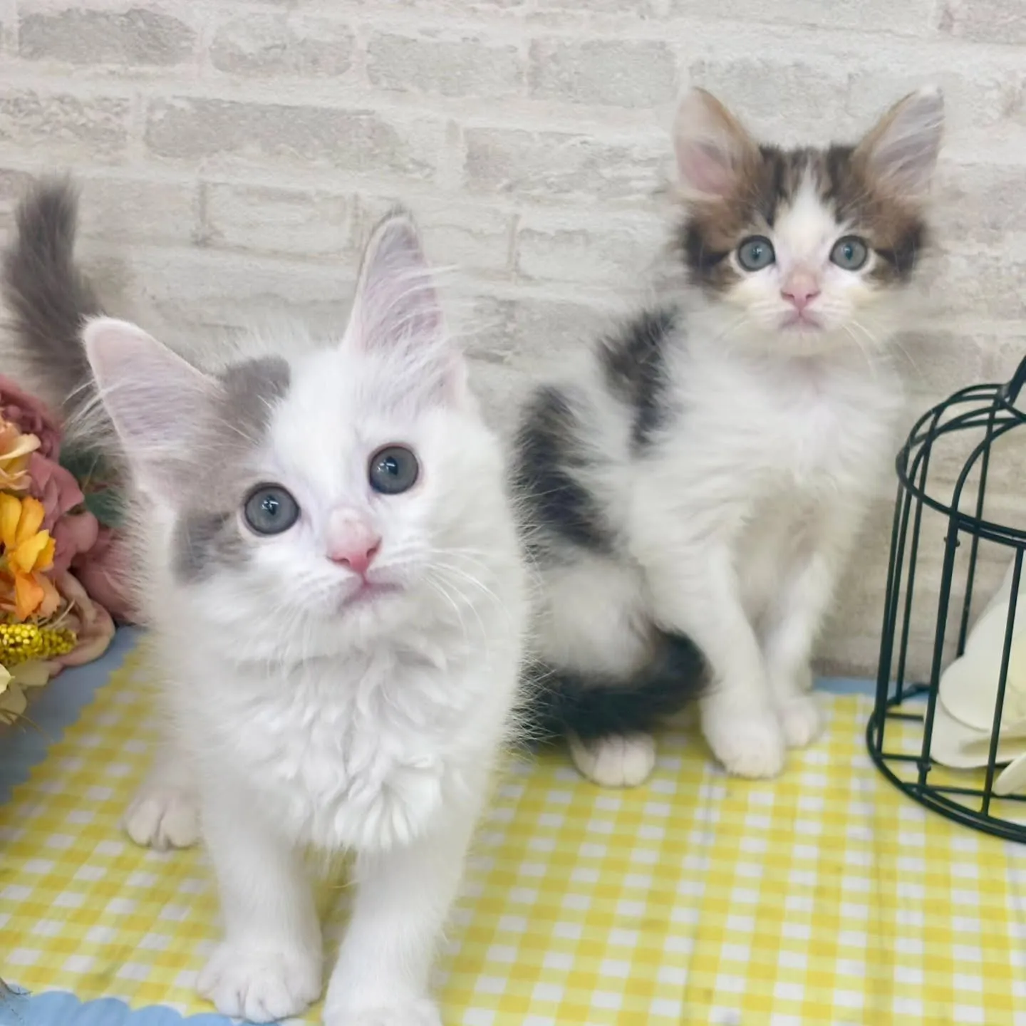 現在ご紹介中のサイベリアンたちです🐱‎✮