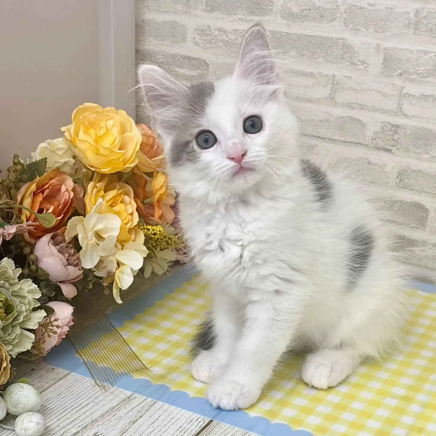 現在ご紹介中のサイベリアンたちです🐱‎✮