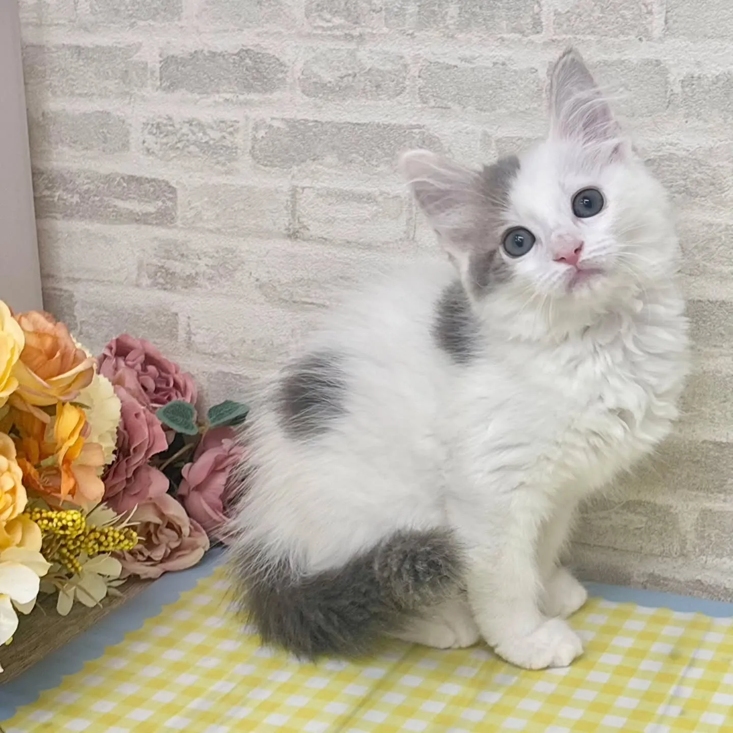 現在ご紹介中のサイベリアンたちです🐱‎✮