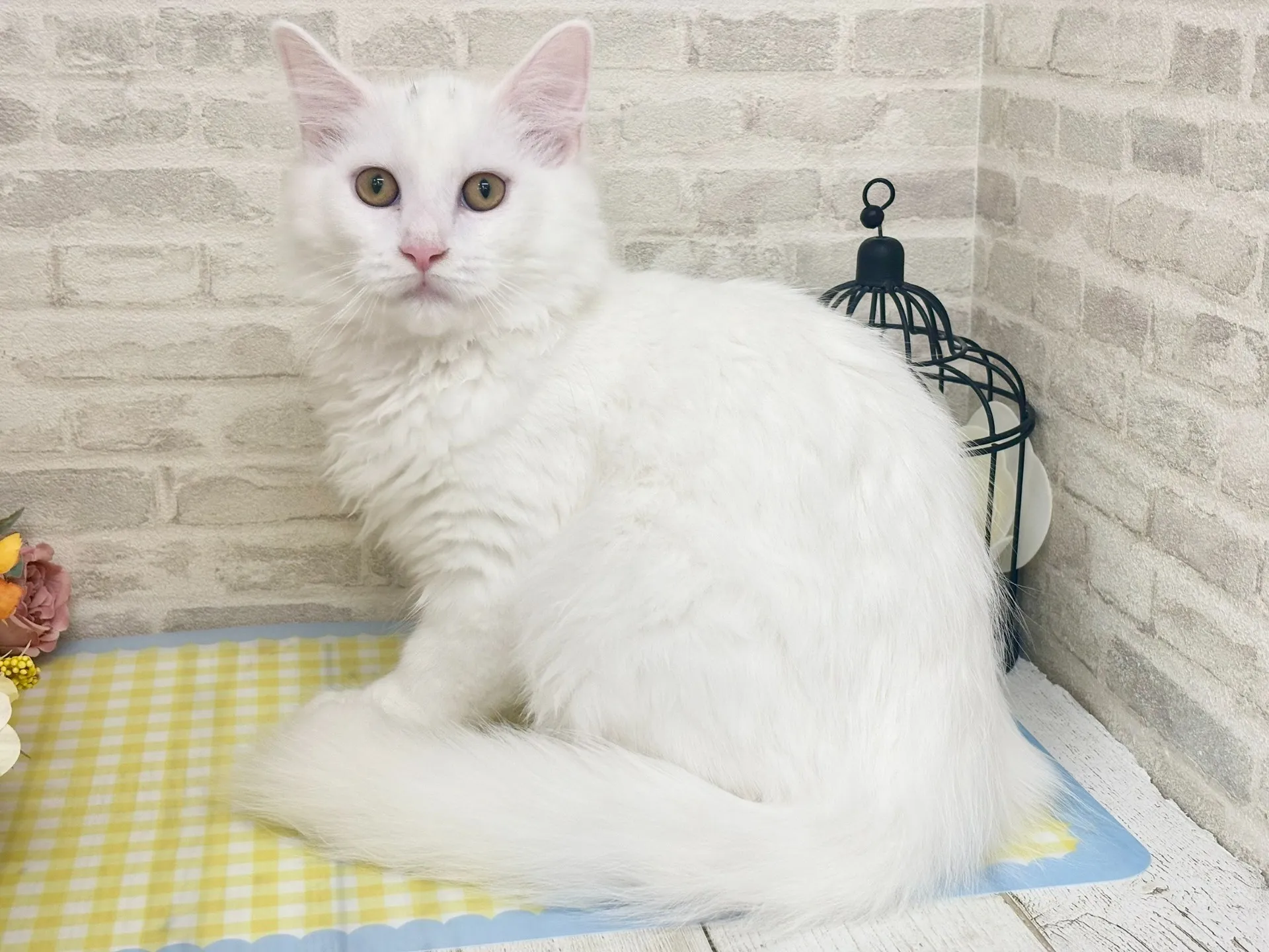 売約済★サイベリアン★オス★ No.2966