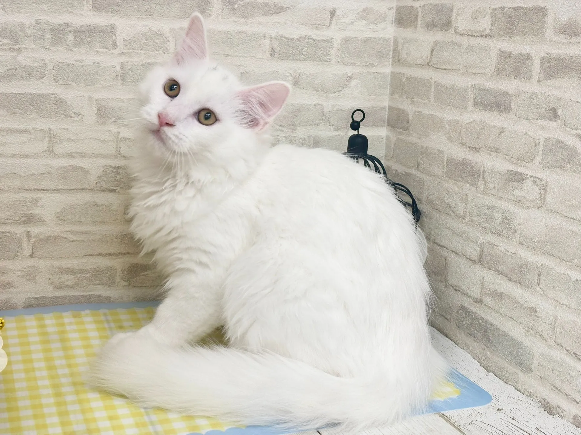 売約済★サイベリアン★オス★ No.2966