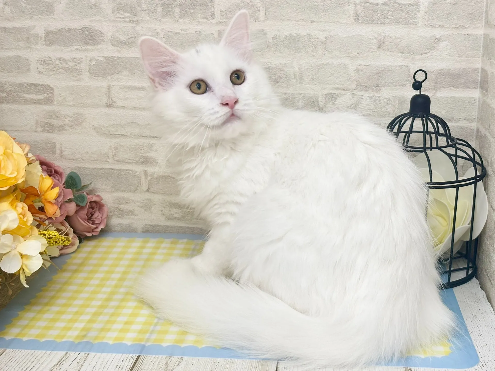 売約済★サイベリアン★オス★ No.2966