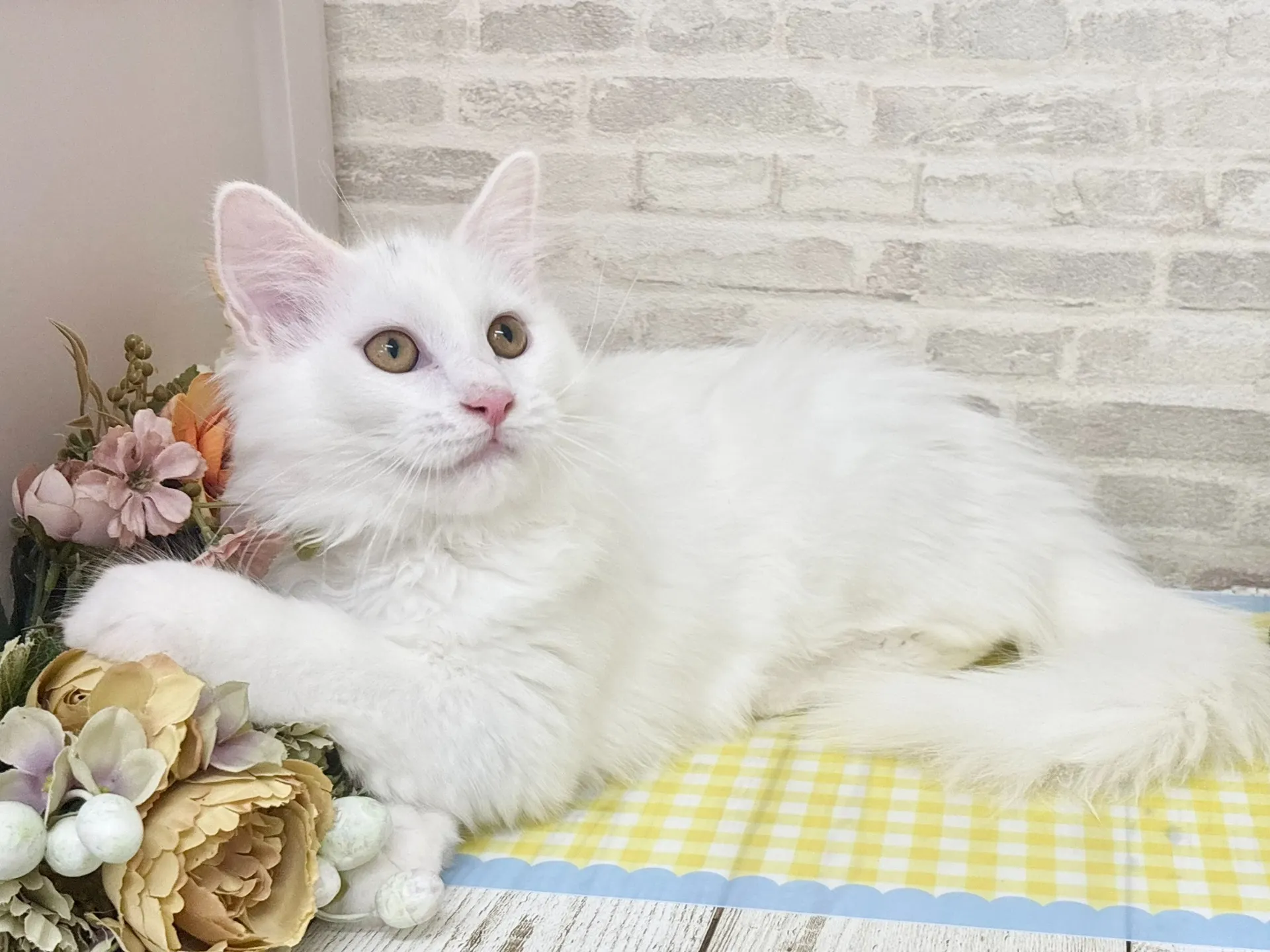 売約済★サイベリアン★オス★ No.2966