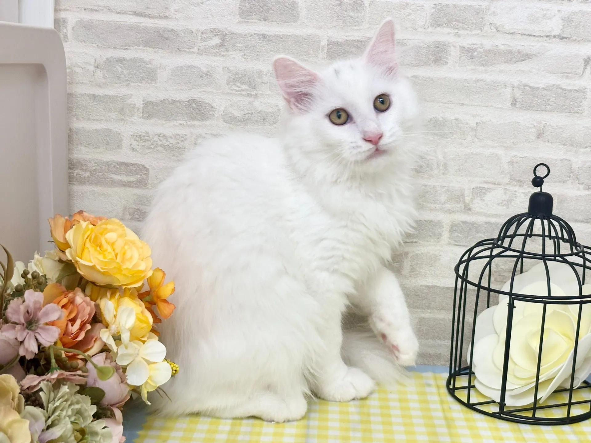 売約済★サイベリアン★オス★ No.2966