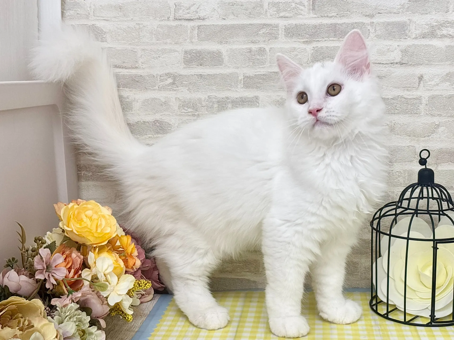 売約済★サイベリアン★オス★ No.2967