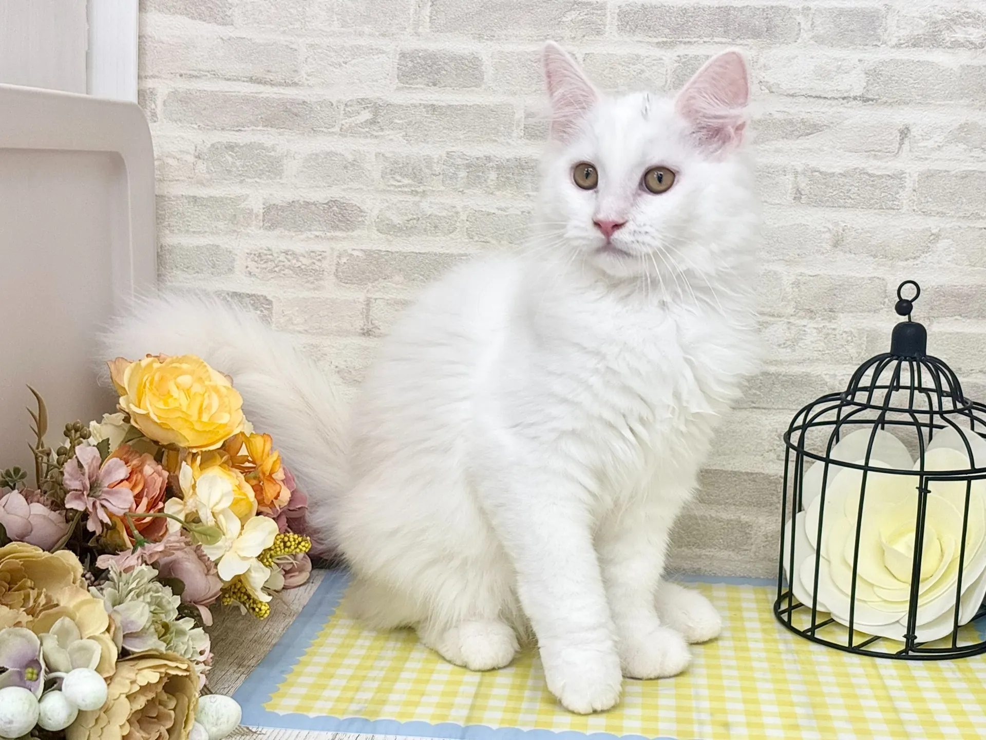 売約済★サイベリアン★オス★ No.2967