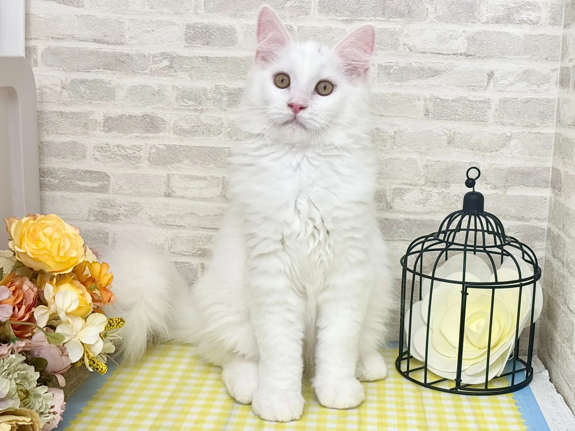 売約済★サイベリアン★オス★ No.2967