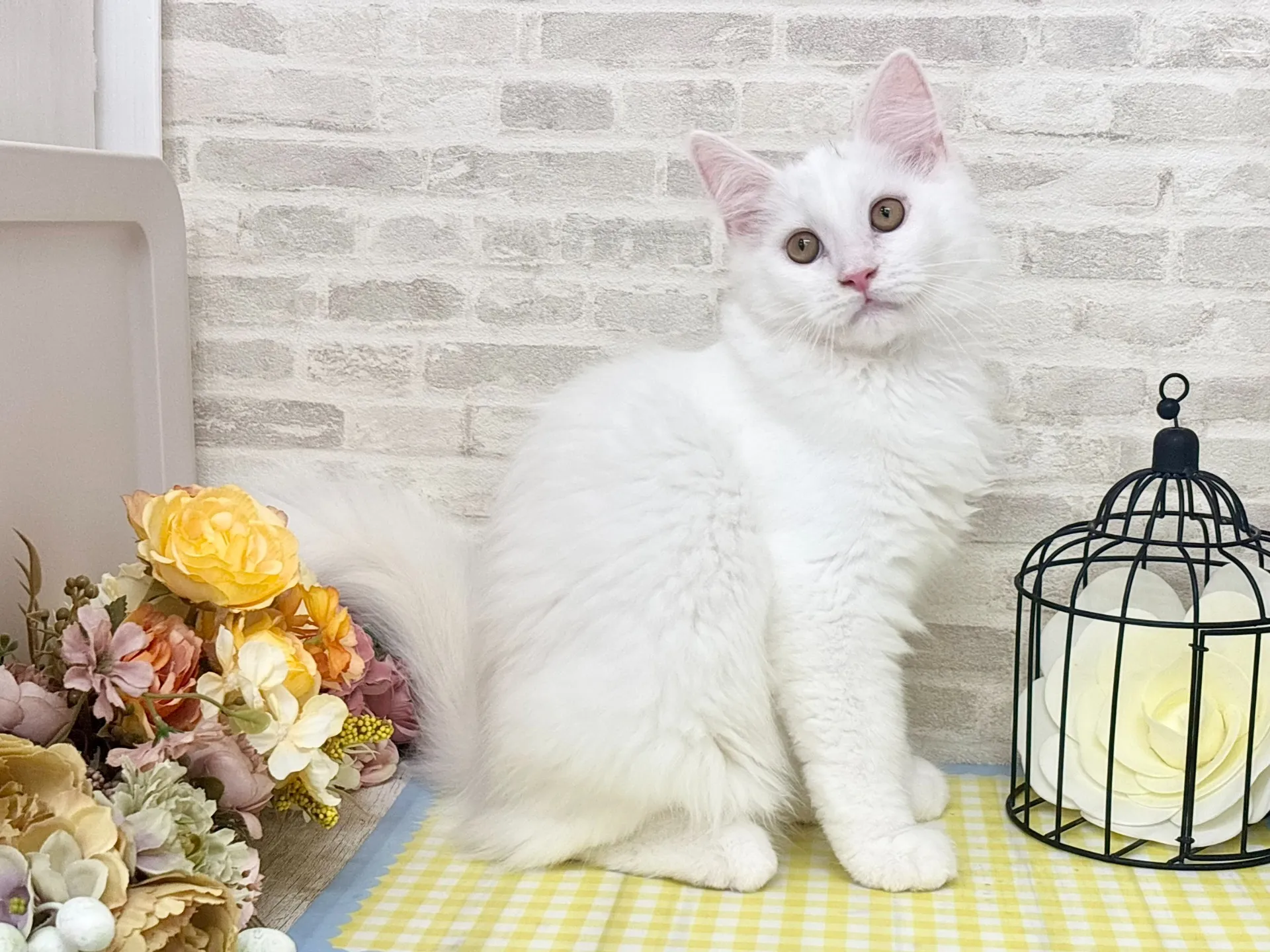 売約済★サイベリアン★オス★ No.2967