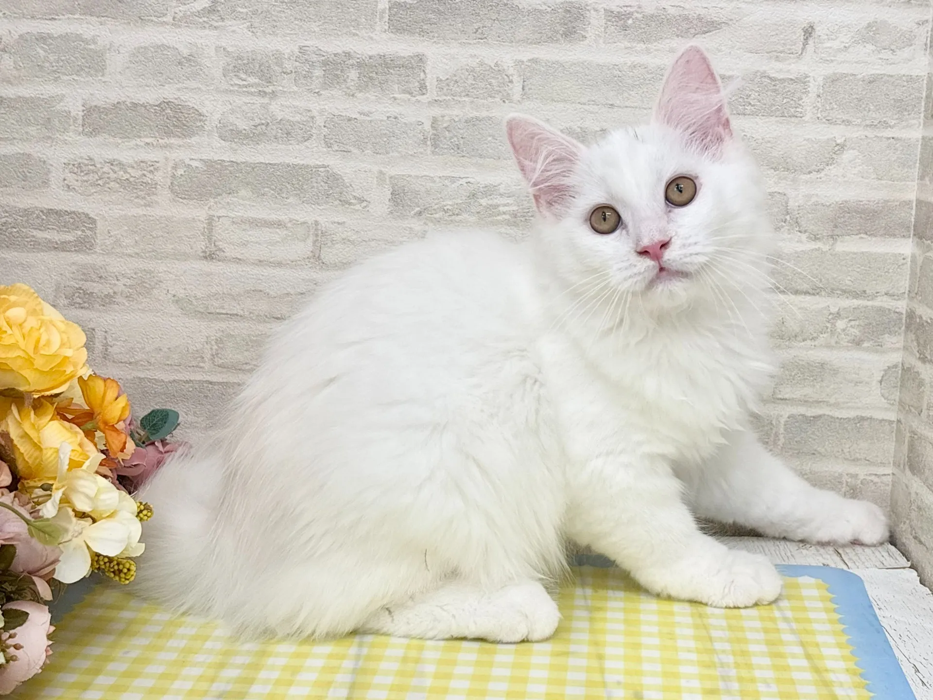 売約済★サイベリアン★オス★ No.2967