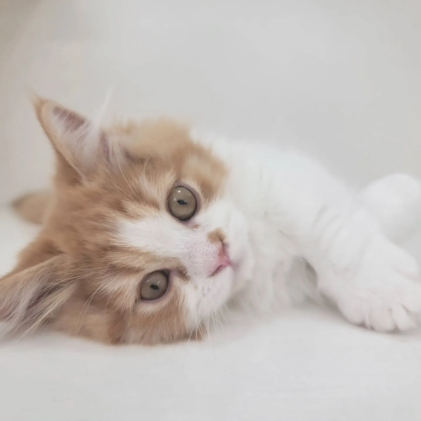 この仕草かわいすぎる～～～❤️