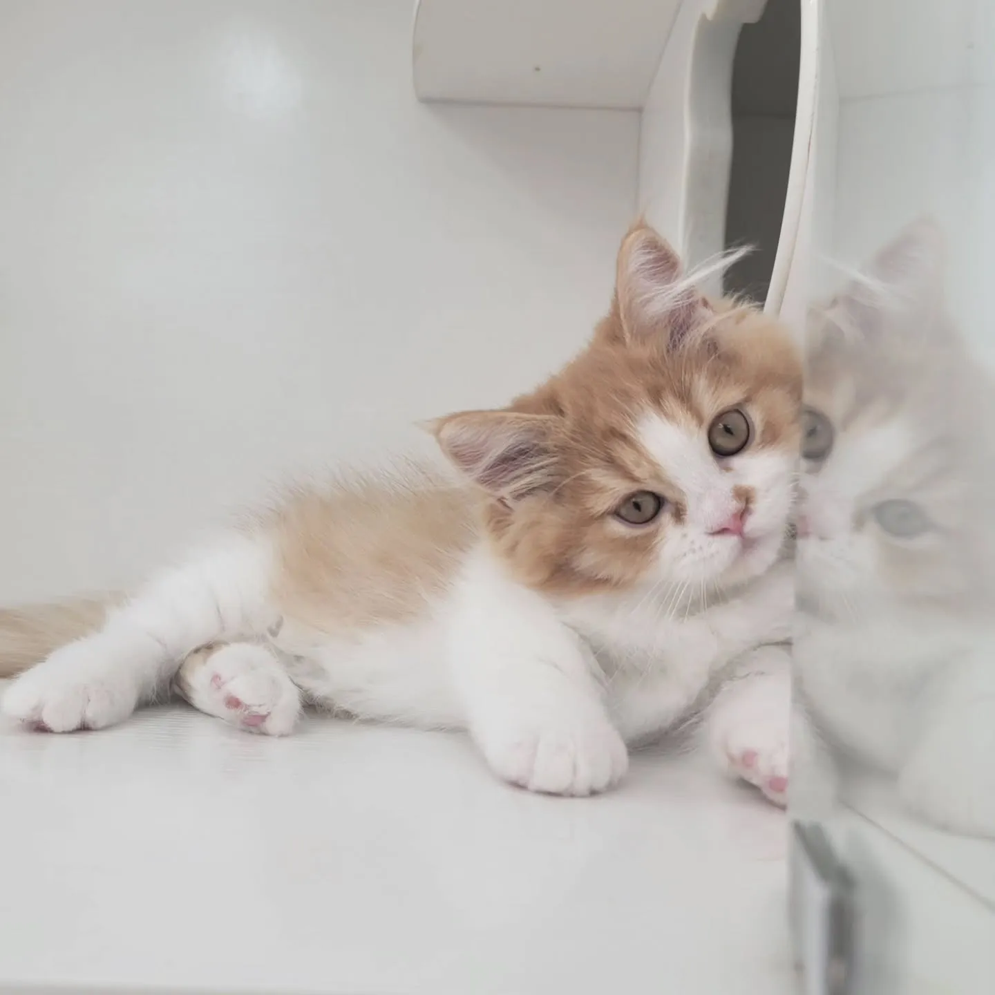 この仕草かわいすぎる～～～❤️