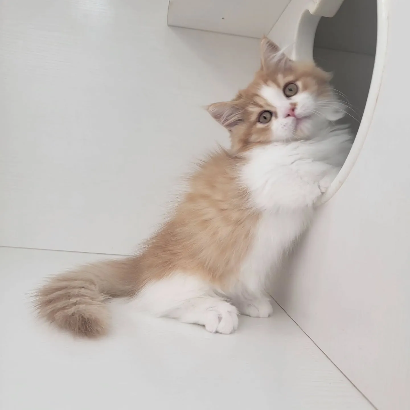 この仕草かわいすぎる～～～❤️