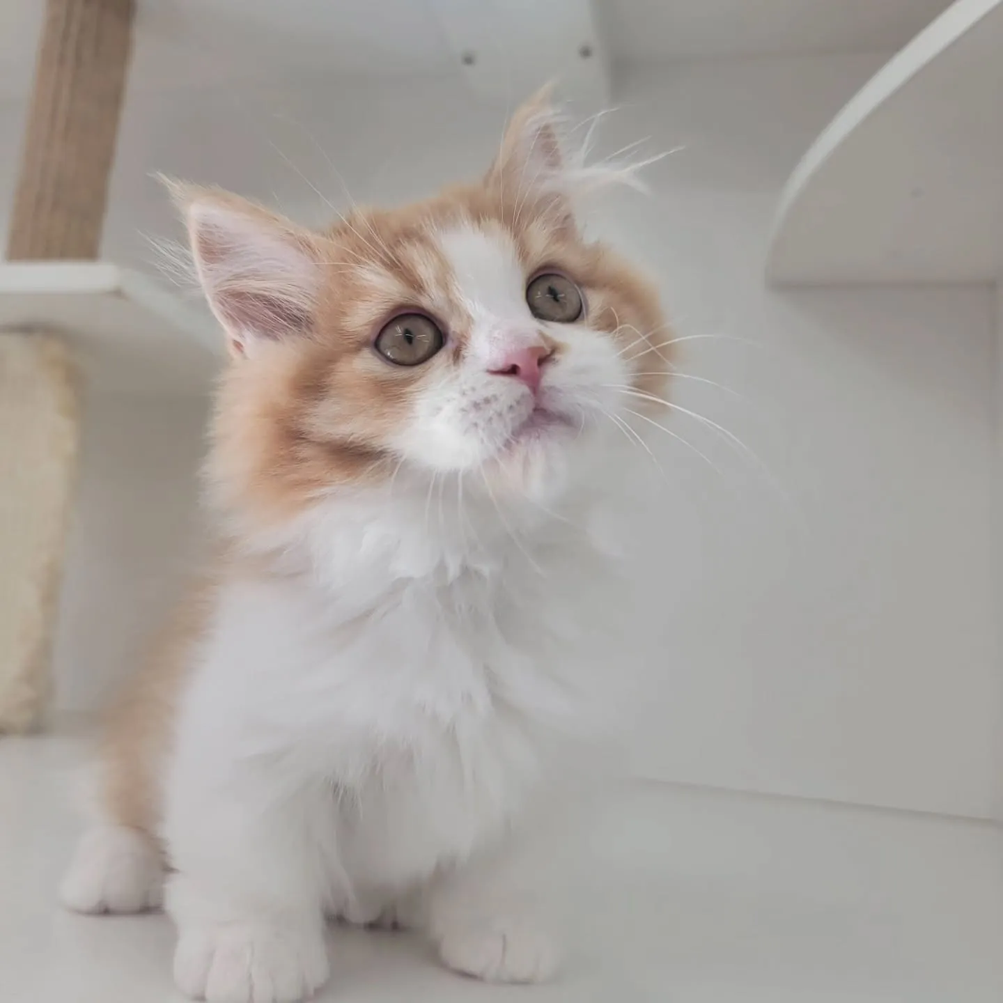 この仕草かわいすぎる～～～❤️