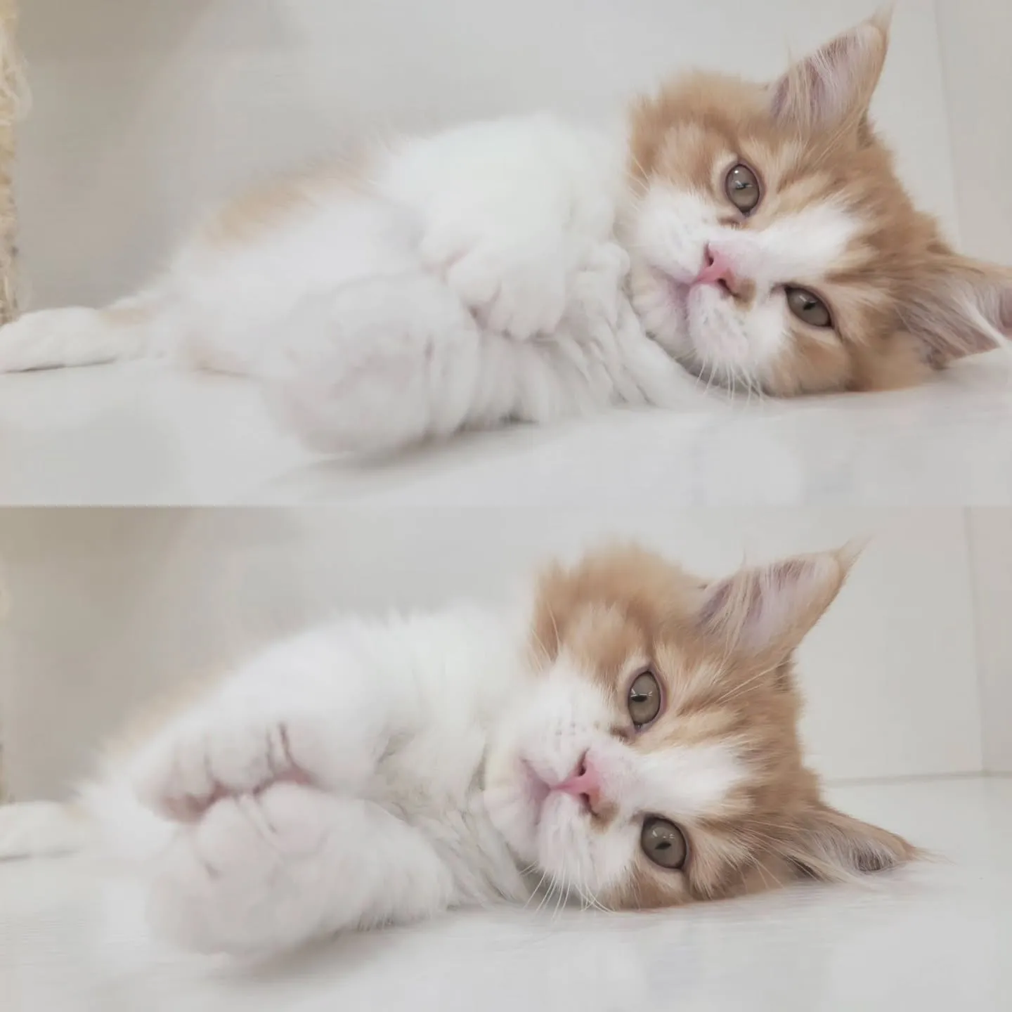 この仕草かわいすぎる～～～❤️